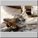 Osmia bicornis - Rote Mauerbiene m05.jpg